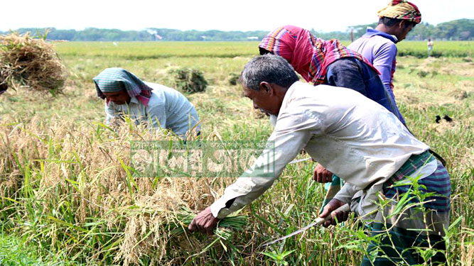 মাঠে মাঠে কৃষকের ব্যস্ততা